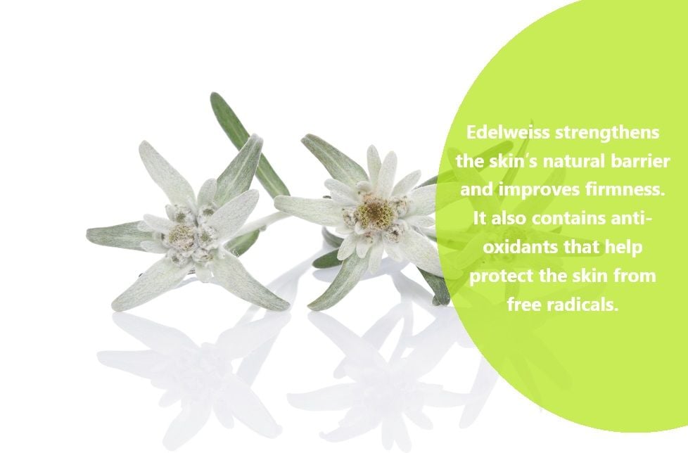 Edelweiss strengthens the skin's natural barrier and improves firmness. It also contains anti-oxidants that help protect the skin from free radicals.